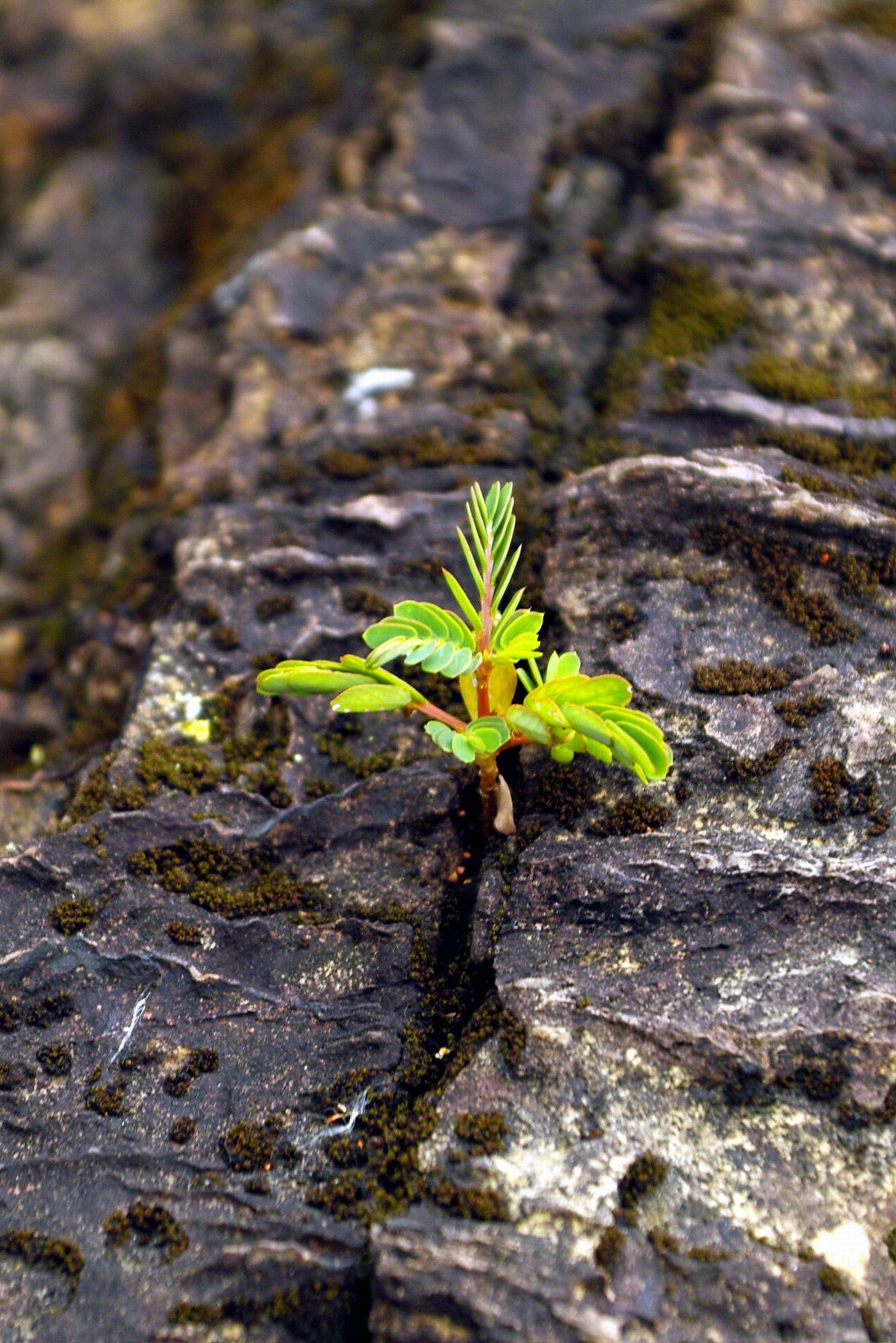 Eine kleine grüne Pflanze wächst in einem Riss in einem grauen Felsen.