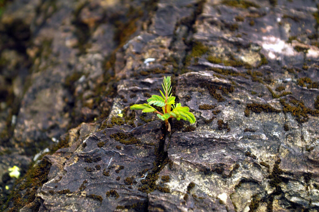 Eine kleine grüne Pflanze wächst in einem Riss in einem grauen Felsen.