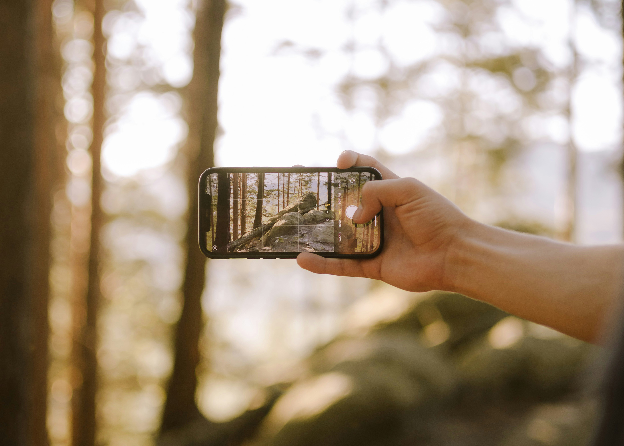 Ein Arm hält ein Smartphone in einem Wald und fotografiert Bäume und Felsen.